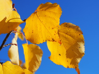 Leuchtendes Herbstlaub an den Bäumen