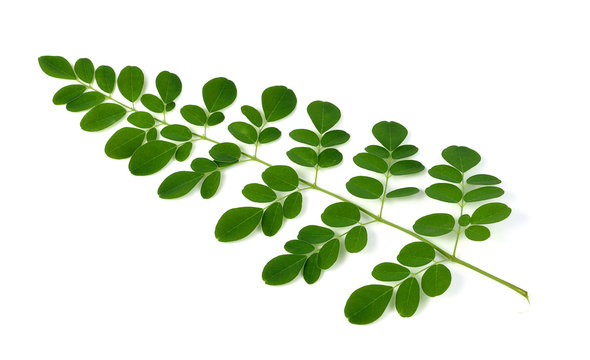 Moringa oleifera leaves isolated on white background