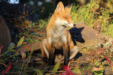Obraz premium Fuchs auf der Wiese