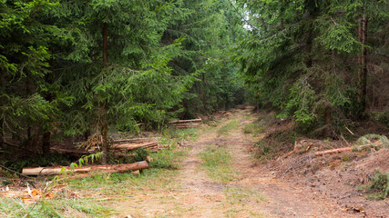 Naklejka na ściany i meble Forest path surrounded by logs after controlled logging