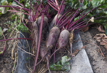 Some fresh beet