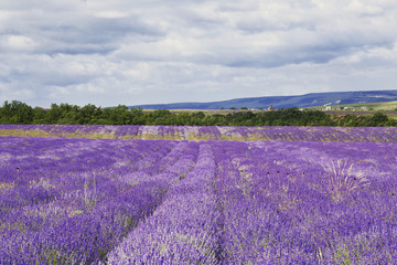 Naklejka na ściany i meble Purple field of lavender flowers, Crimea, Russia