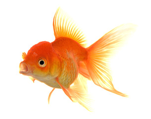 Fototapeta premium Goldfish on White Background