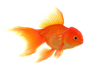 Fototapeta premium Goldfish on White Background