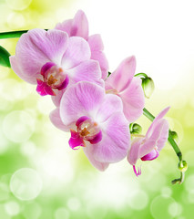 Obraz na płótnie Canvas orchid flower