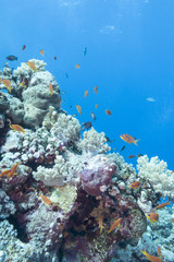Naklejka na ściany i meble coral reef with fishes scalefin anthias, underwater