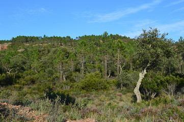 For&ecirc;t m&eacute;diterran&eacute;enne