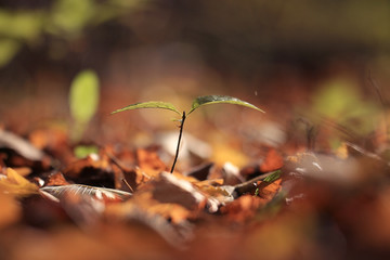 blurred orange autumn background