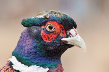 Pheasant portrait