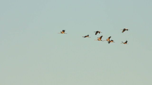 Group of migrating Common Cranes or Eurasian Cranes (Grus Grus) bird flying high up in the air during an autumn day.
