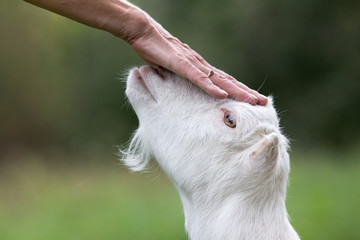 Cuddling goat on the head