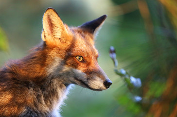 sitzender Fuchs