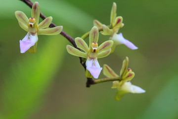 Fototapeta na wymiar wild orchids in forest of Thailand
