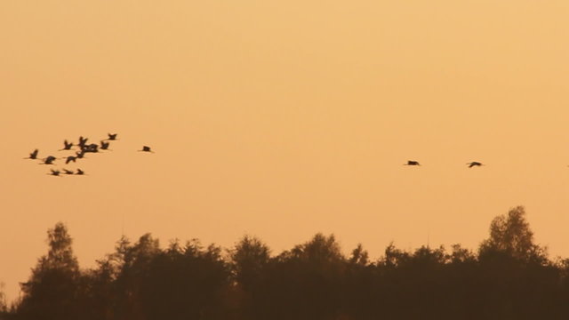 Group of migrating Common Cranes or Eurasian Cranes (Grus Grus) bird flying high up in the air during an autumn sunset.