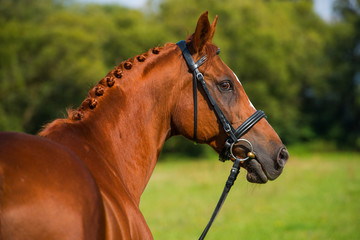 Obraz premium Reitpferd