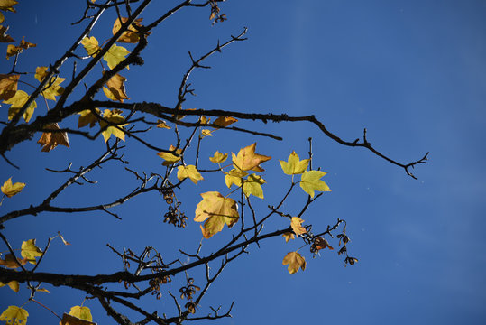 foglie autunno alberi albero spoglio