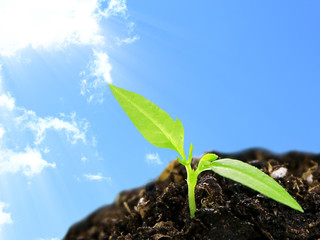 Green seedling growing from soil on blue sky background