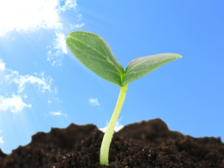 Green seedling growing from soil on blue sky background