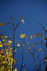 foglie autunno alberi albero spoglio