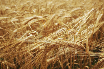 spikelets of wheat in a field texture agriculture