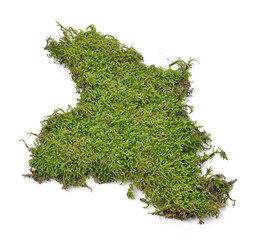 Green moss on white background
