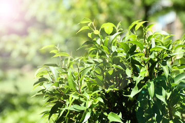 Green tea bush with fresh leaves, outdoors