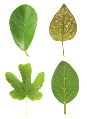 Fototapeta premium Leaves of green house plants, isolated on white