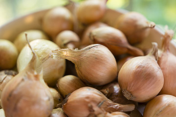 white onion peel on a pile