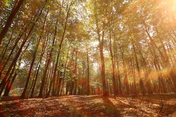 Landscape autumn in a golden forest