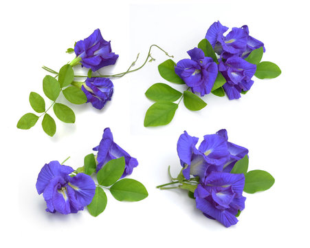 Clitoria ternatea or Aparajita flower isolated on white backgrou