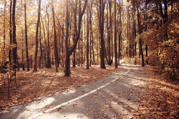 landscape autumn path in the park