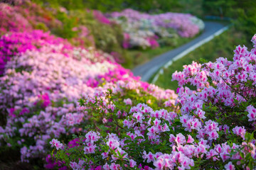 長寿ヶ丘公園のツツジ（横写真）