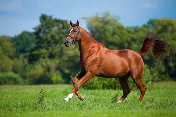 Reitpferd