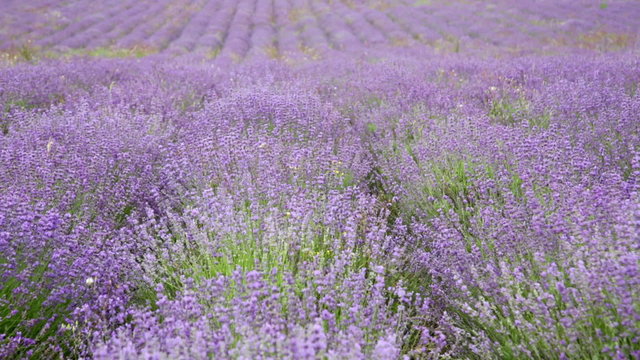 Big field with the blossoming lavender in summer day