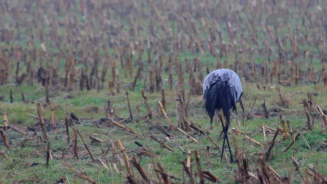 Migrating Common Crane or Eurasian Crane (Grus Grus) bird standing and feeding in a corn field.
