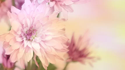 Gordijnen Kleurrijke roze en gele bloemen met een ruimte voor tekst. Horizontaal. © cpdprints