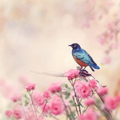 Superb Starling Bird