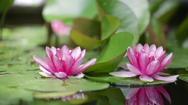Pink water lily is beautifully reflected in lake water