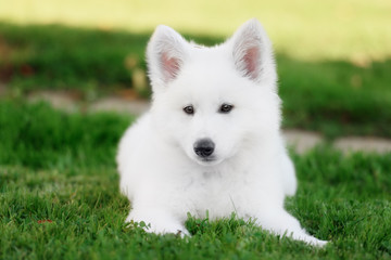 Fototapeta na wymiar White Swiss Shepherds puppy