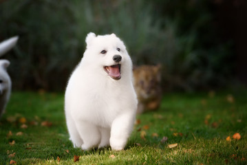 White Swiss Shepherds puppy