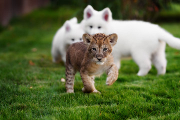 Obraz premium White Swiss Shepherds puppy lying with lion