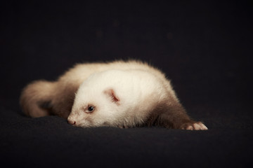 Fototapeta na wymiar Ferret baby on blanket