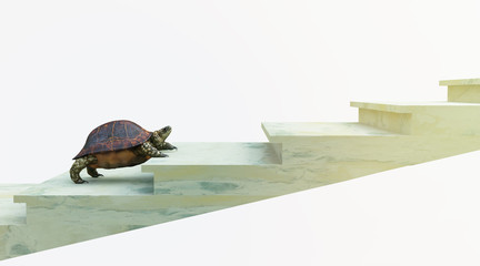 moving turtle wants to climb on the stairs concept background - obrazy, fototapety, plakaty