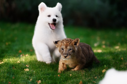 White Swiss Shepherds puppy lying with lion