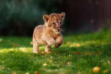 Jonge leeuwenwelp in het wild