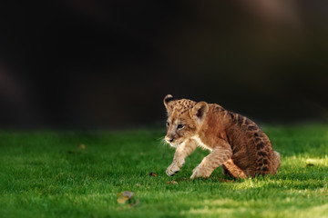 Young lion cub in the wild