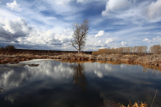 lone tree without leaves in autumn