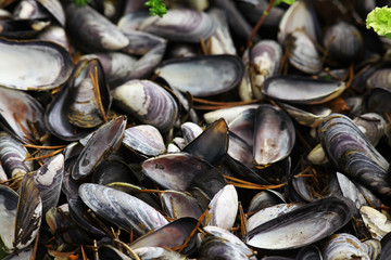 collect and prepare mussels