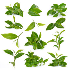 green tea leaf isolated on white background