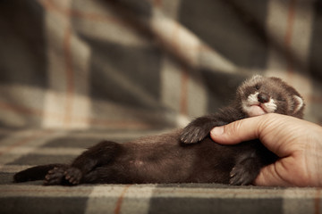 Young sleeping ferret boy